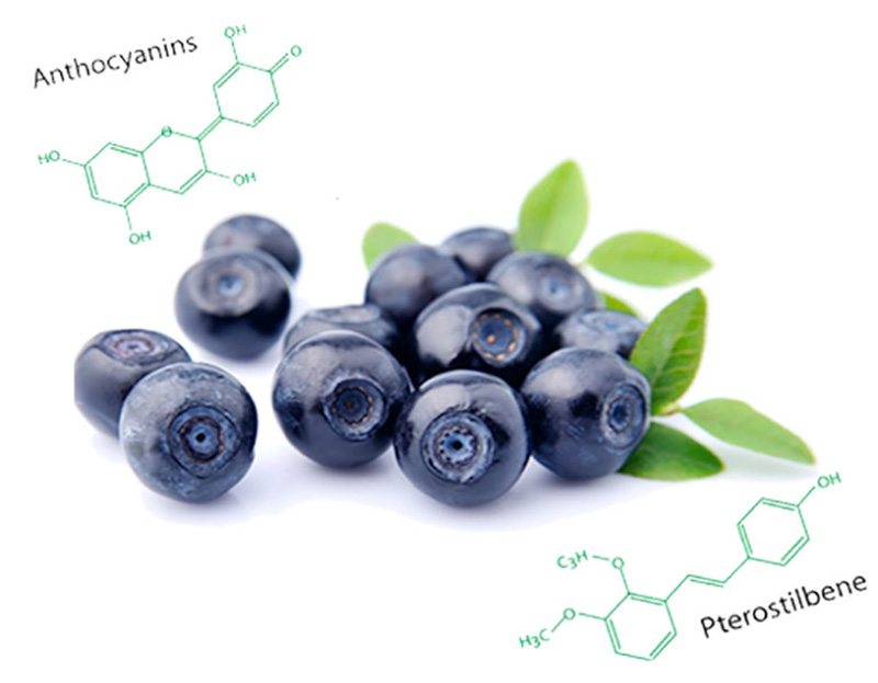 Blueberry có tác dụng chống oxy hóa hiệu quả