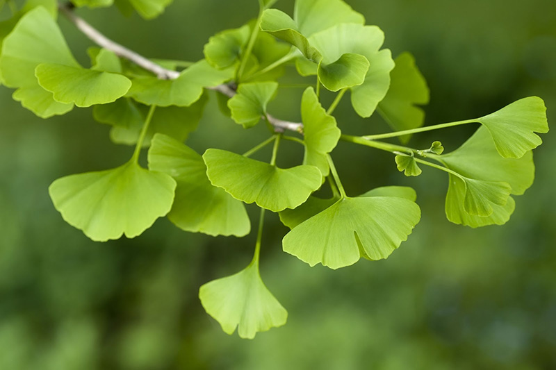 Ginkgo Biloba hỗ trợ nuôi dưỡng bảo vệ tế bào thần kinh