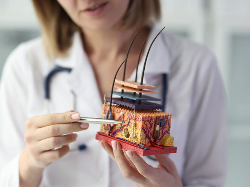 Hình ảnh chi tiết về cấu trúc của da