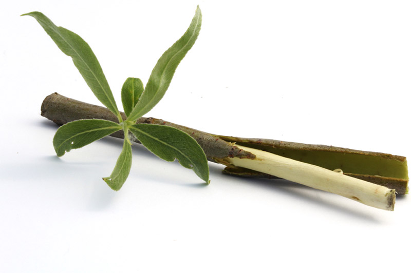 White Willow Bark Extract