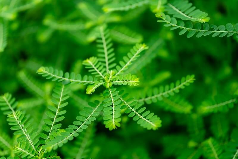 cây chó đẻ trị gan nhiễm mỡ