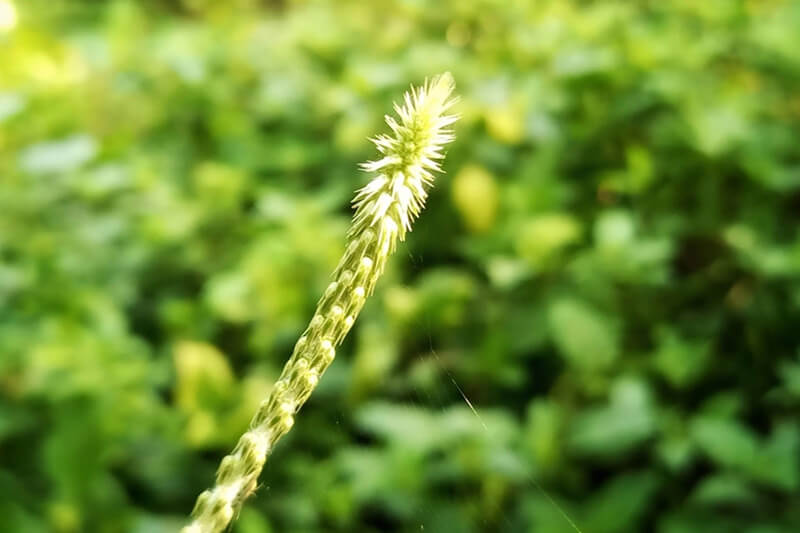 cây cỏ xước là cây gì?