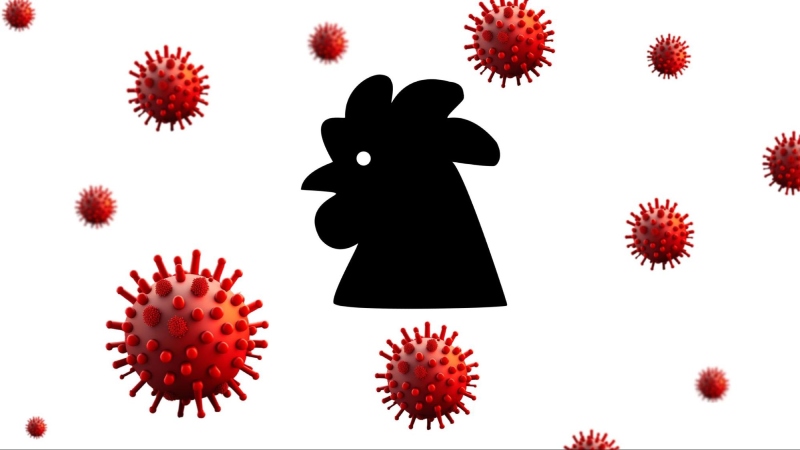 cúm a-h5n1 - bệnh nguy hiểm