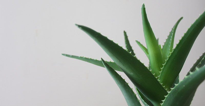 Lợi ích của nha đam đối với da