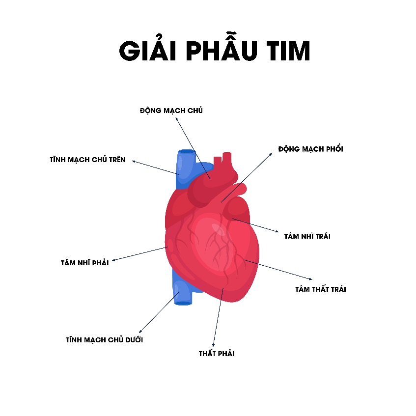 quả tim người