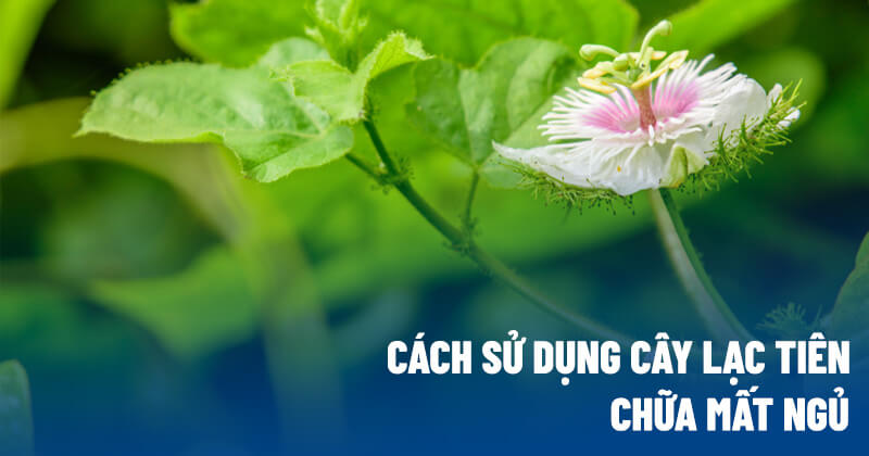 Cách sử dụng cây lạc tiên chữa mất ngủ