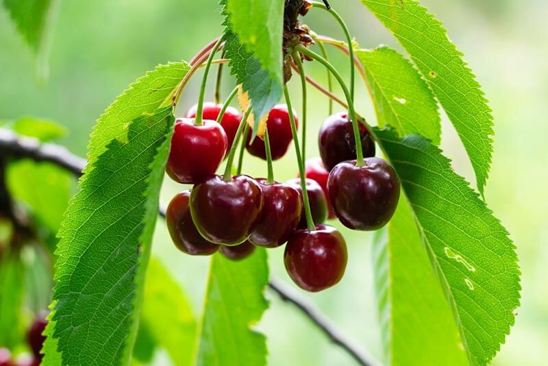 Bổ sung thực phẩm giàu melatonin