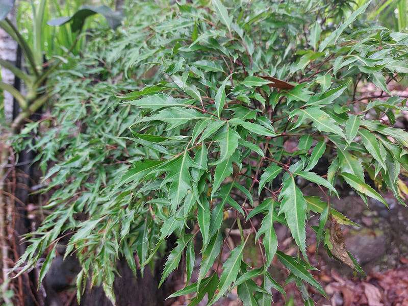 Bạn cần chọn lá đinh lăng tươi tốt, không sâu bệnh để đạt được hiệu quả cao nhất.