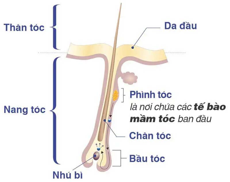 cấu tạo của sợi tóc