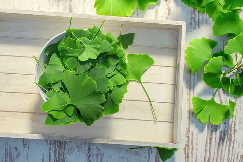Tinh chất Ginkgo Biloba (bạch quả) hỗ trợ tăng cường lưu thông máu não và hấp thụ dưỡng chất tốt hơn
