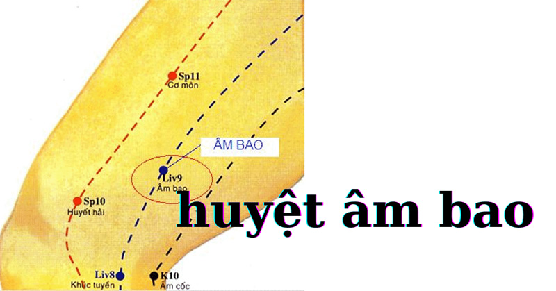 Huyệt Âm Bao nằm ở bên trong phần đùi