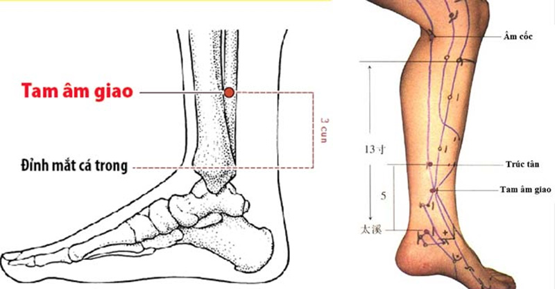 Huyệt Tam Âm Giao nằm ở phần lõm sau xương chày