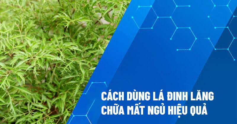 Lá đinh lăng chữa mất ngủ