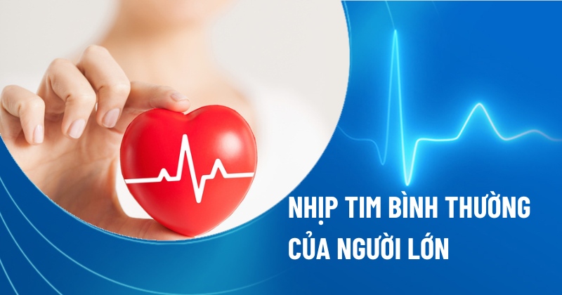 Chỉ số nhịp tim bình thường của người lớn trung bình là bao nhiêu?
