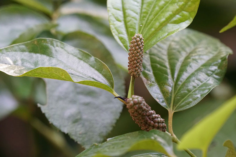 Lá lốt là loài cây thân thảo thuộc họ Hồ Tiêu