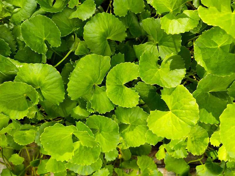 Rau má chữa mất ngủ