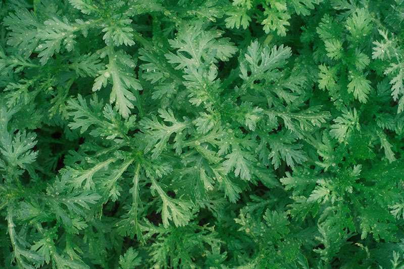 Rau tần ô cải thiện mất ngủ