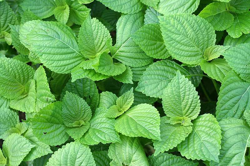 Rau tía tô cải thiện bồn chồn mất ngủ