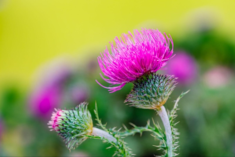 S.Marianum