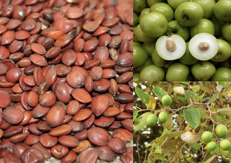 Bài thuốc Đông y chữa mất ngủ từ táo nhân