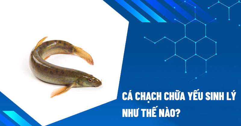 Cá chạch chữa yếu sinh lý nam