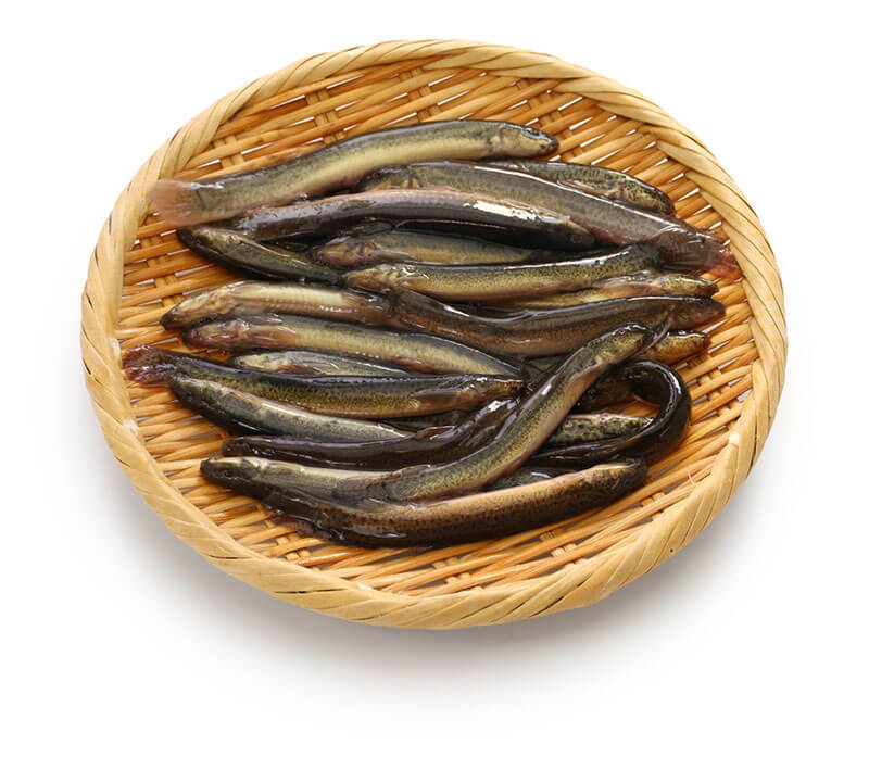 Mẹo chữa yếu sinh lý bằng cá chạch