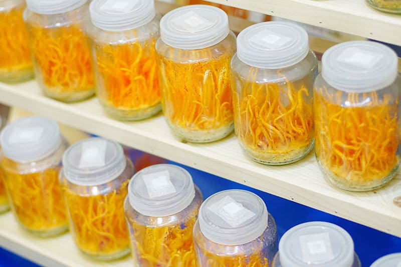 Ngâm rượu đông trùng hạ thảo để sử dụng lâu dài