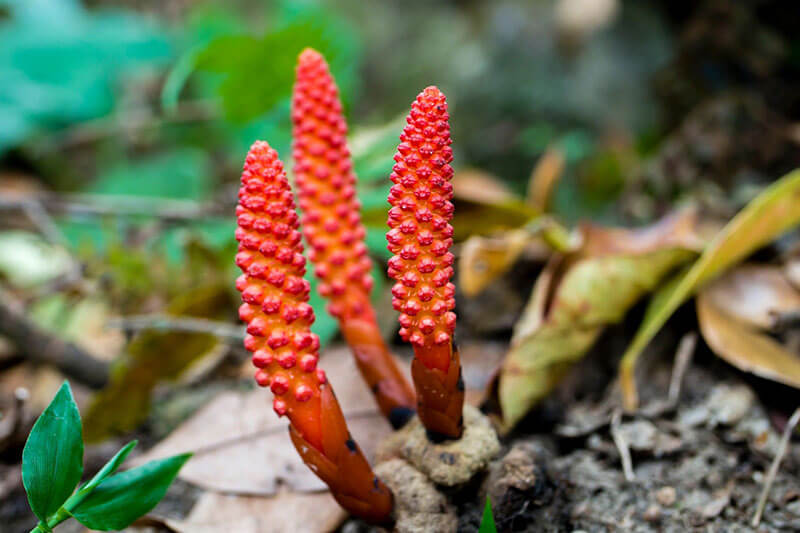 Nhục thung dung cải thiện sinh lý nam