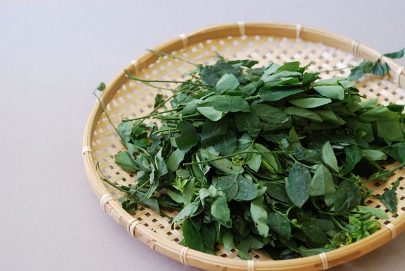 Rau ngót chứa nhiều dưỡng chất cải thiện sinh lý nam