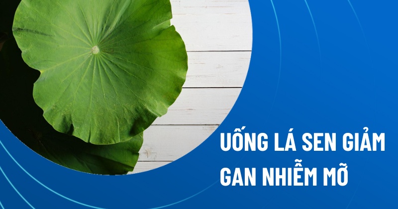 uống lá sen giảm gan nhiễm mỡ