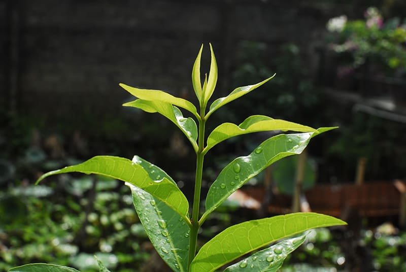 Lá vối là vị thuốc đông y có nhiều tác dụng với sức khỏe