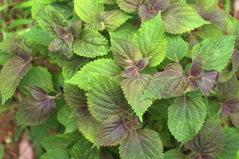 Làm trắng da bằng rau mồng tơi và lá tía tô