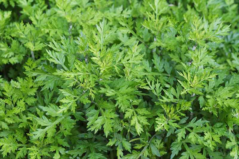 Rau ngải cứu chứa nhiều vitamin E