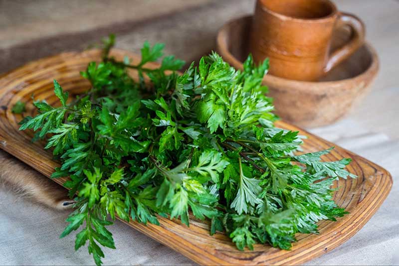 Uống trà ngải cứu mang lại nhiều lợi ích