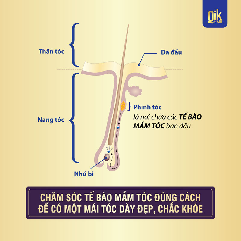 cấu tạo tế bào mầm tóc