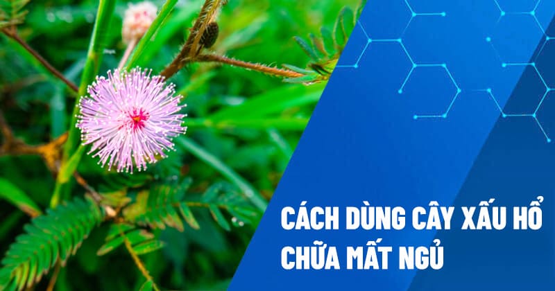 Cách dùng cây xấu hổ chữa mất ngủ