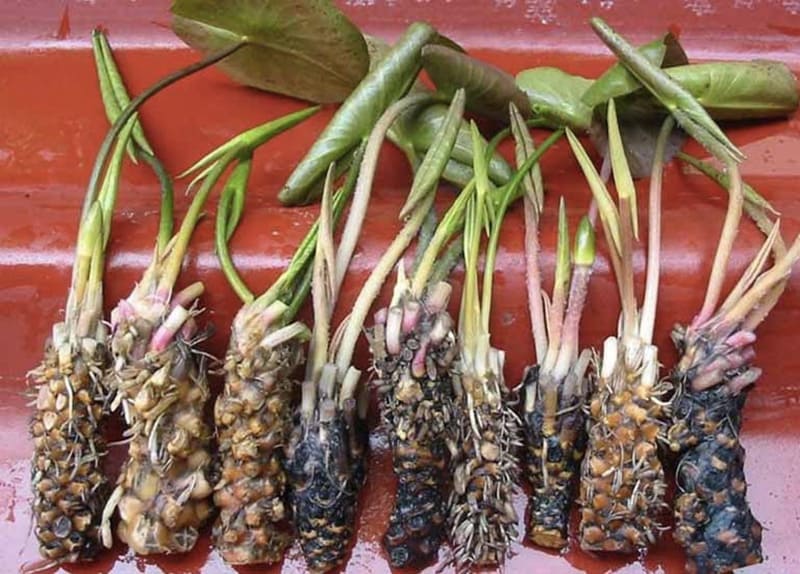 Cây thuốc nam củ hoa súng chữa yếu sinh lý