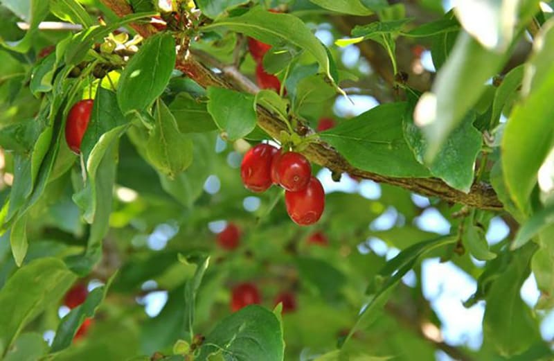 Cây thuốc nam sơn thù du chữa yếu sinh lý