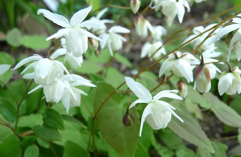 Dâm dương hoắc chữa yếu sinh lý