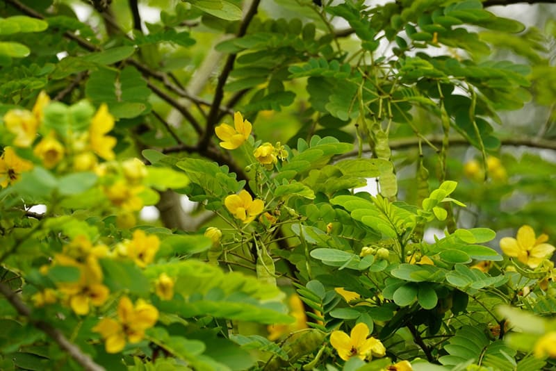 Hạt muồng chữa mất ngủ rất phổ biến