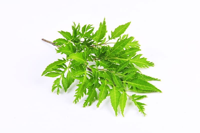 Lá đinh lăng giúp ngủ ngon