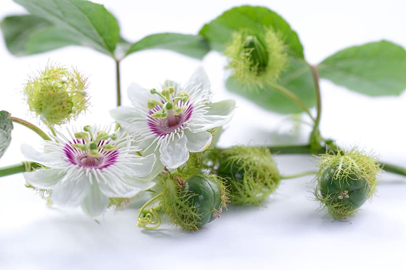 Lá lạc tiên có tác dụng an thần