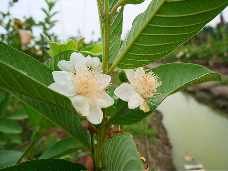 lá và hoa của cây ổi