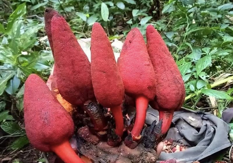 Nấm ngọc cẩu trị yếu sinh lý