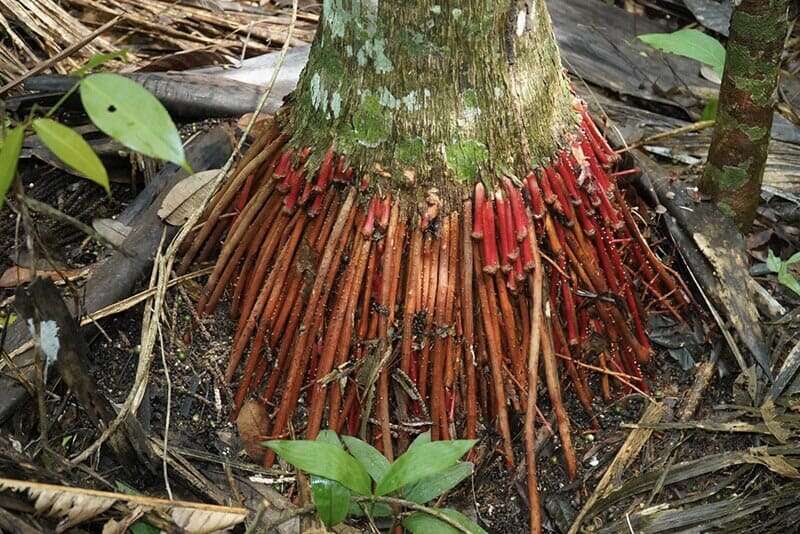 Rễ cau treo chữa yếu sinh lý