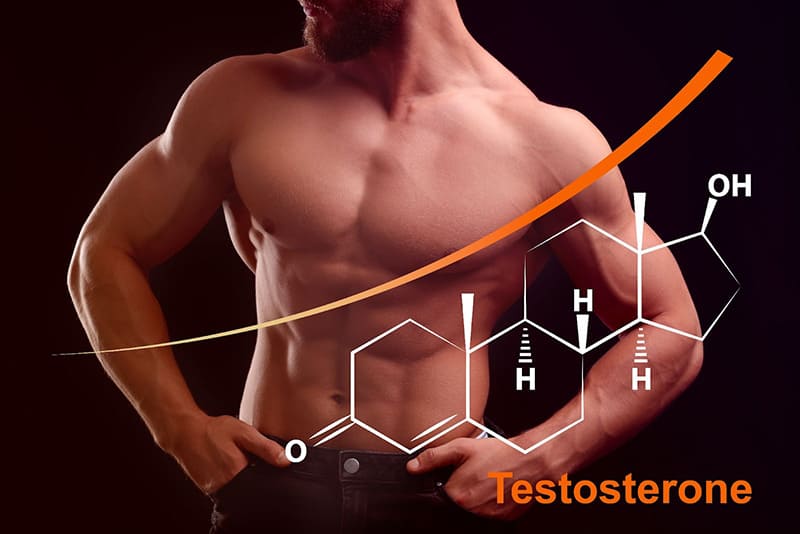 Testosterone là hormone sinh dục quan trọng