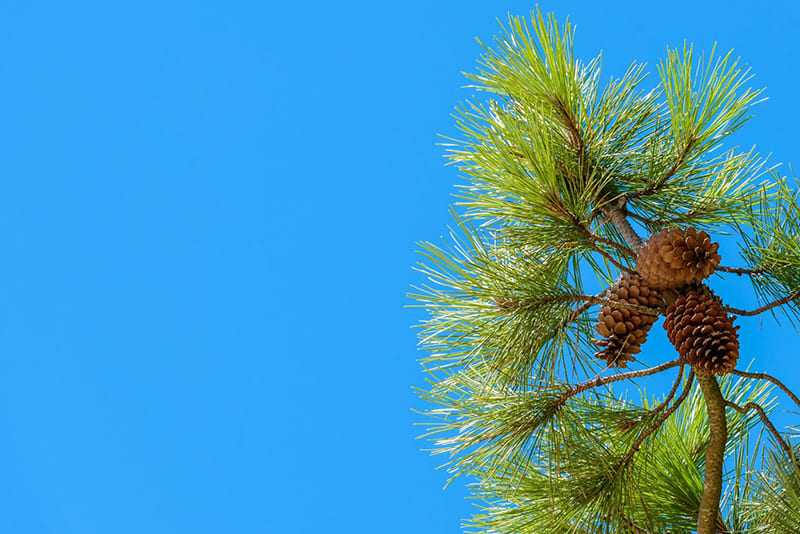 Thông biển Pháp giúp cải thiện tình trạng rối loạn cương dương, hội chứng mãn dục nam