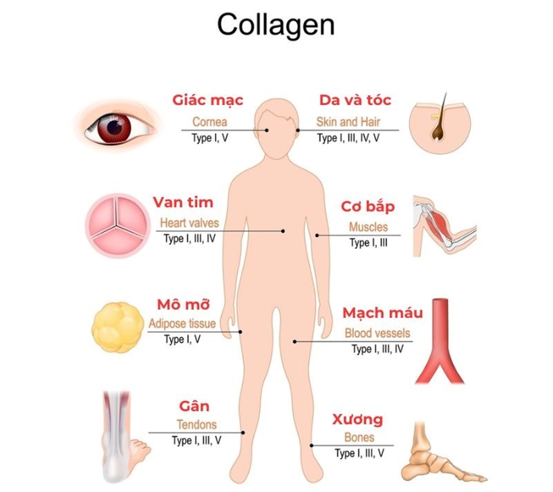 Các loại collagen có trong cơ thể người