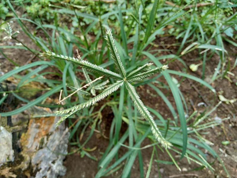 cỏ mần trầu