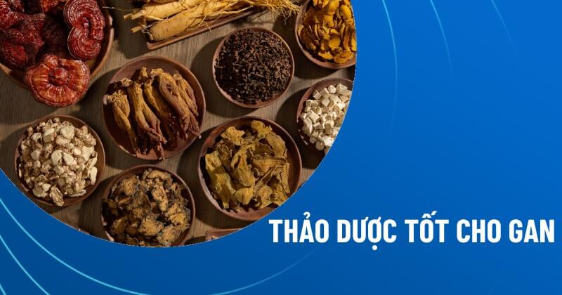 Top 13 loại thảo dược tốt cho gan từ thiên nhiên hỗ trợ cải thiện sức khỏe